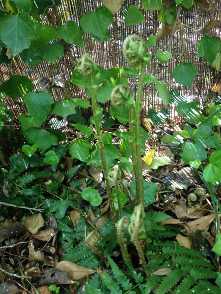 Fiddleheads